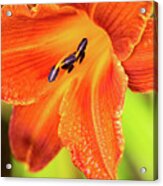 Orange Lilly Of The Morning Acrylic Print