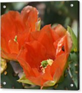 Orange Prickly Pear Blossoms Acrylic Print