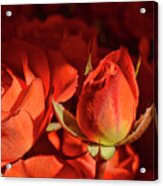 Orange Rose Bud Acrylic Print
