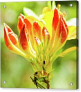 Orange Tip Acrylic Print