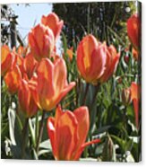 Orange Tulip 3rd Panel Panorama Acrylic Print