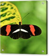 Orange, White And Black Butterfly Acrylic Print