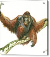 Orangutang Acrylic Print