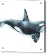 Orca Acrylic Print