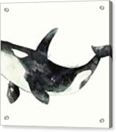 Orca from Arctic and Antarctic Chart Acrylic Print