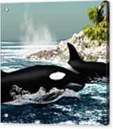 Orca Killer Whales Acrylic Print