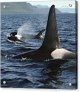 Orca Pod Surfacing Johnstone Strait Acrylic Print