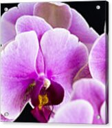 Orchid 2 Acrylic Print