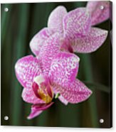 Orchid 20 Acrylic Print