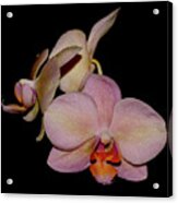 Orchid 2016 1 Acrylic Print