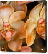 Orchid 392 Acrylic Print