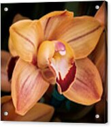 Orchid - A Quiet Elegance Acrylic Print