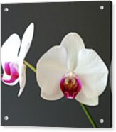 Orchid Blooms Acrylic Print