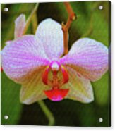 Orchid Blush Acrylic Print