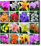 Orchid Collage Acrylic Print
