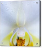 Orchid Face Acrylic Print