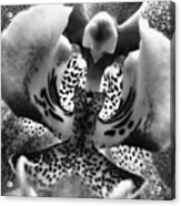 Orchid In Black And White Acrylic Print