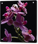 Orchid In Flight Acrylic Print