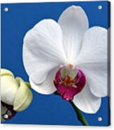 Orchid Out Of The Blue. Acrylic Print