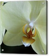Orchid Pastel Yellow Acrylic Print