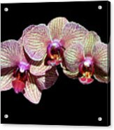 Orchid Trio On Black Acrylic Print