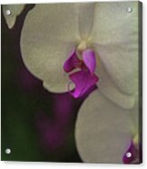 Orchids A Study Of Patience Acrylic Print