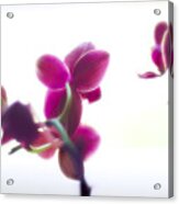 Orchids Acrylic Print