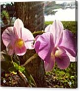 Orchids In Our Garden Acrylic Print