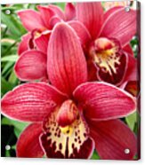 Orchids Up Close Acrylic Print