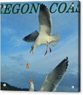 Oregon Coast Amazing Seagulls Acrylic Print