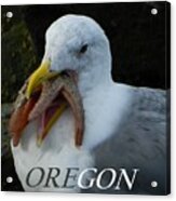 Oregon Hungry Seagull Acrylic Print