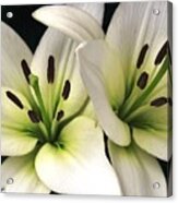 Oriental Lily Named Endless Love Acrylic Print