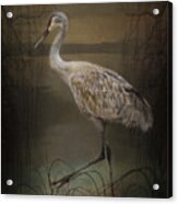 Oriental Sandhill Crane Acrylic Print