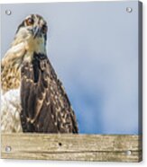 Osprey Acrylic Print