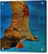 Osprey Fish Eagle Acrylic Print