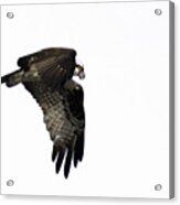Osprey In Flight Acrylic Print