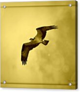 Osprey Soaring Into Golden Sunlight Acrylic Print