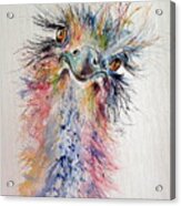 Ostrich Acrylic Print
