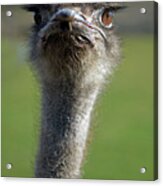 Ostrich What A Face Acrylic Print