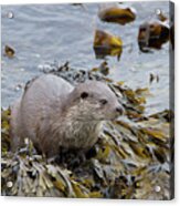 Otter On Seaweed Acrylic Print