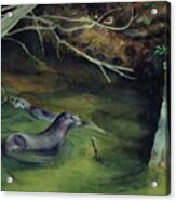 Otters In Dora Passage Acrylic Print