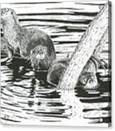 Otters Three Acrylic Print