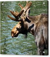 Out For Lunch Acrylic Print