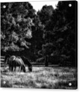 Out To Pasture Bw Acrylic Print