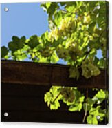 Overhead Grape Harvest - Summertime Dreams Of Fine Wine Acrylic Print