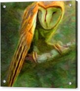 Owl 1 Acrylic Print