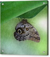 Owl Butterfly Hanging Acrylic Print