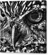 Owl Eyes Acrylic Print