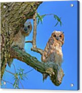 Owlet Siblings -peekaboo Acrylic Print