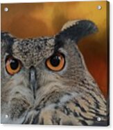 Owl's Eyes Acrylic Print